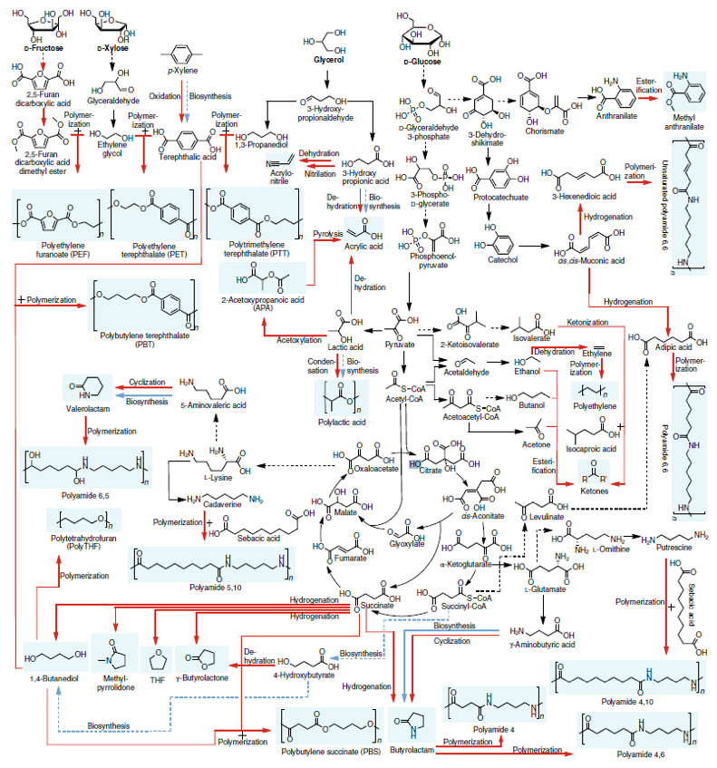 Metabolic Map