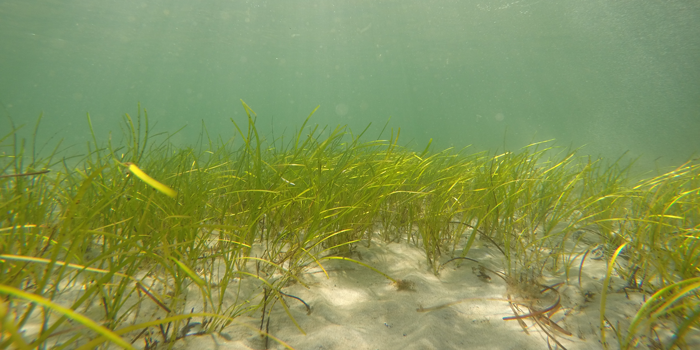 Zostera marina. Photographer: Christian Bille Jendresen