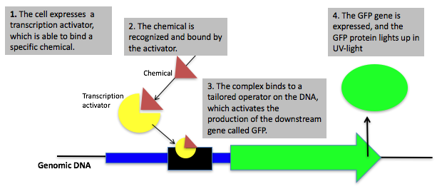 MJK Nature Chemical Biology new