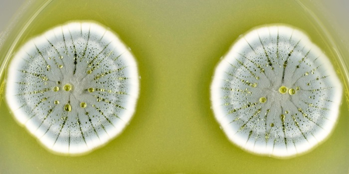 Study of penicillin fungi reveals great potential for new