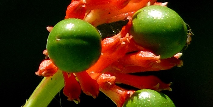Rauvolfia serpentine, Author: Jkadavoor (Jee) Follow this author at https://www.flickr.com/photos/jkadavoor/, Flickr, https://flic.kr/p/91R3Xy, This picture has been cropped and optimized.