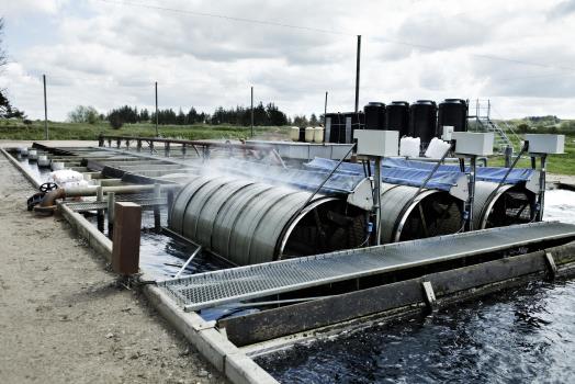Freshwater recirculation aquaculture paved the way for saltwater recirculation technology. Foto Martin Dam Kristensen