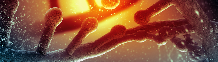 DNA methylation bacteria
