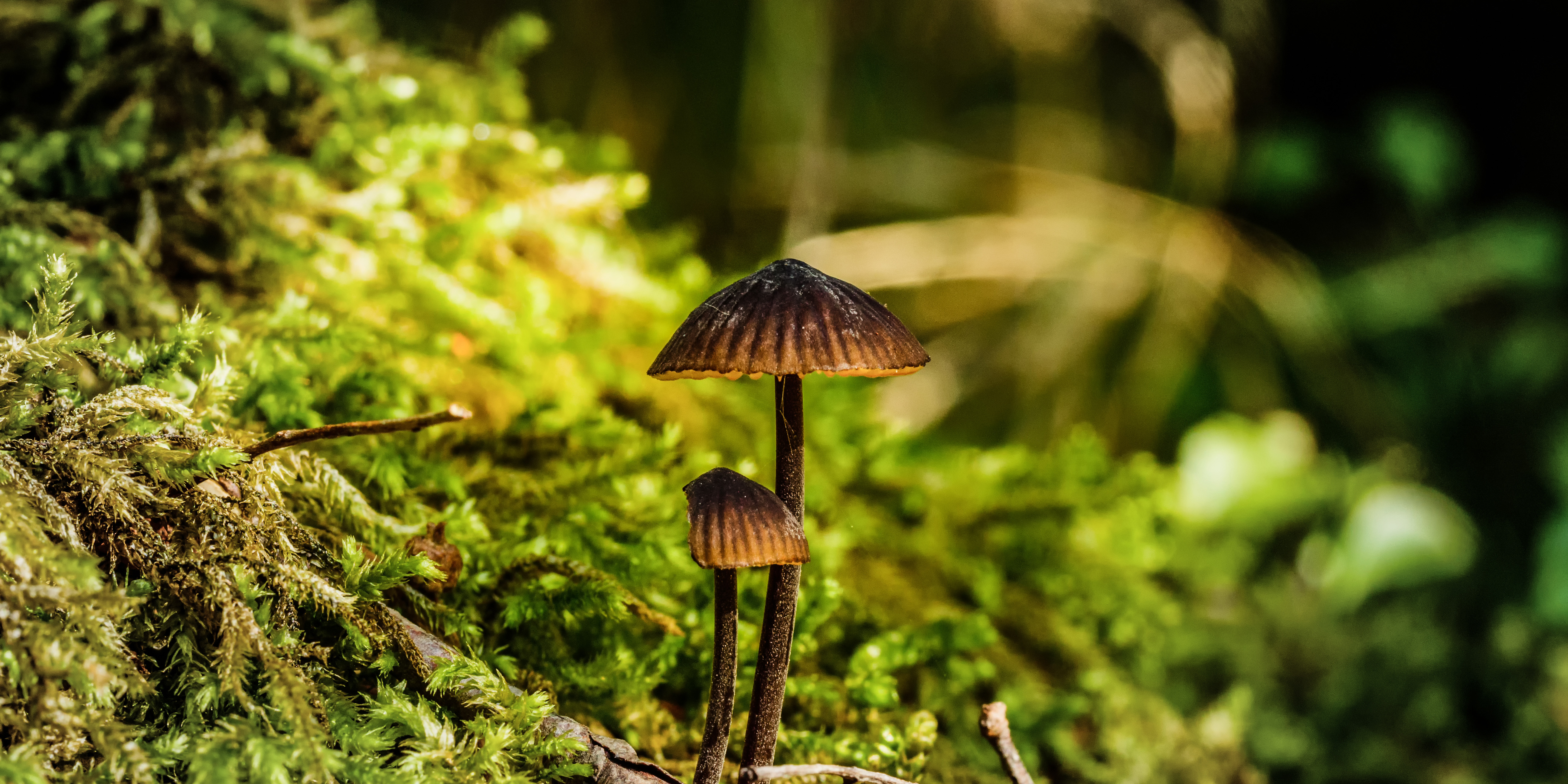 edible magic mushrooms