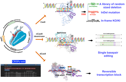 CRISPR toolkit for Actinomyces