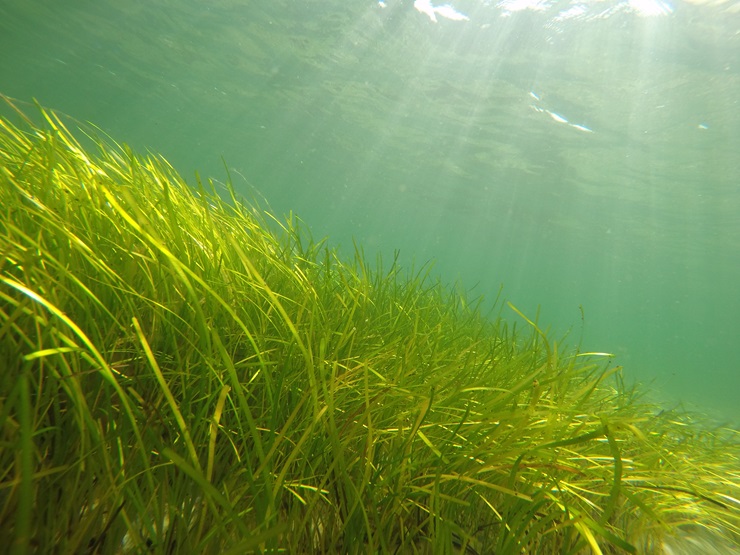 Zostera marina. Photographer: Christian Bille Jendresen