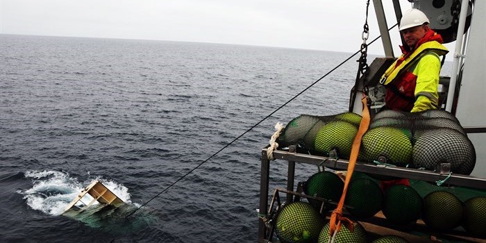 Photo: Kjartan Mæstad, Havforskningsinstituttet